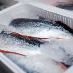 whole salmons lying on ice in a transportation box